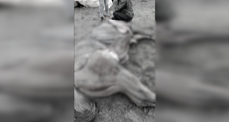 Encapuchados matan 2 caballos y dejan una persona herida en Ercilla: se investiga abigeato