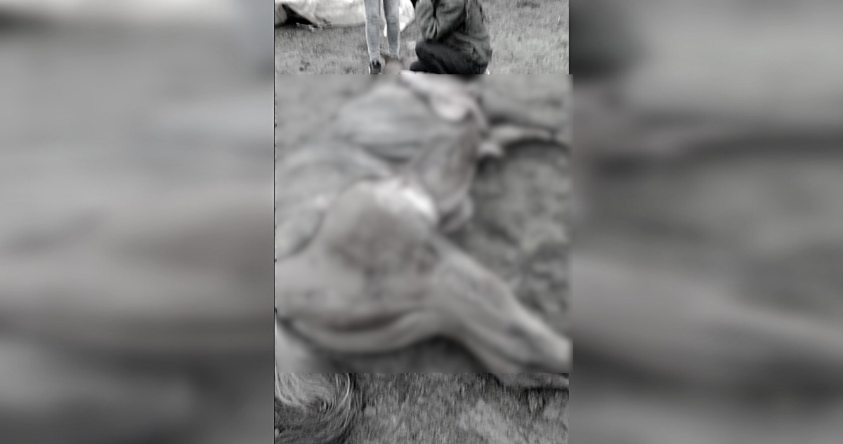Encapuchados matan 2 caballos y dejan una persona herida en Ercilla: se investiga abigeato