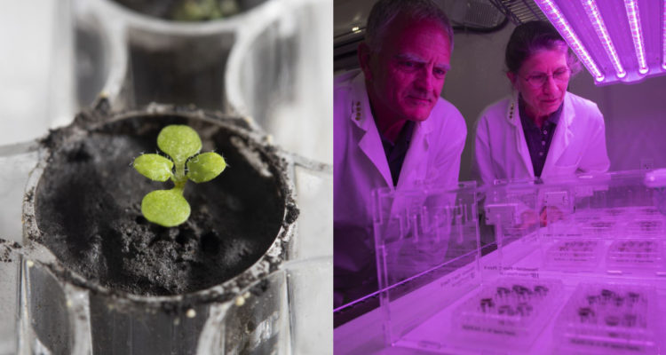 cultivos en suelo lunar