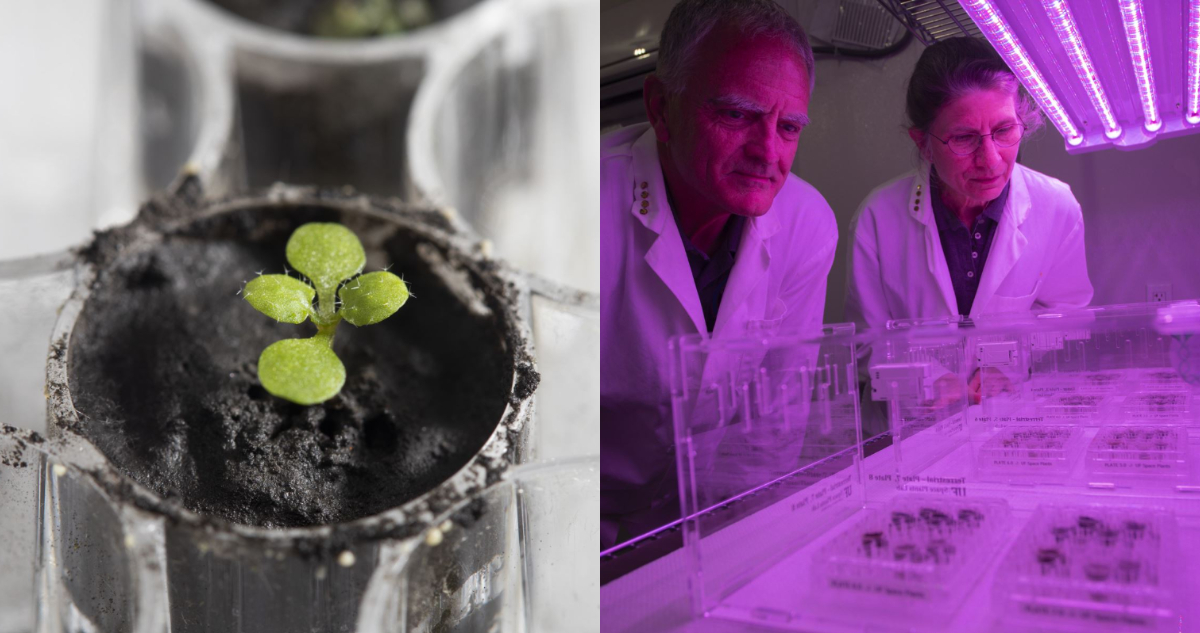 Hito histórico: científicos estadounidenses cultivan con éxito plantas  sobre muestras de suelo lunar | Tecnología | BioBioChile
