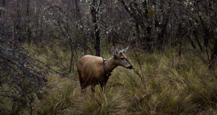 Foto contexto huemules en Parque Nacional Torres del Paine