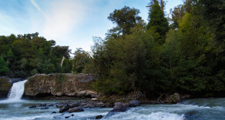 Conaf declina tener una posición respecto del proyecto inmobiliario en reserva Puyehue