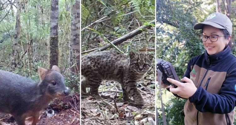 encuentran güiñas y pudúes
