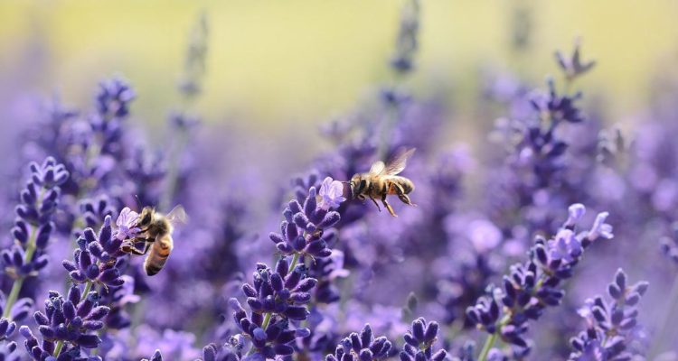 Día Mundial de las Abejas