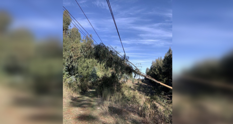 CGE masivo corte madera