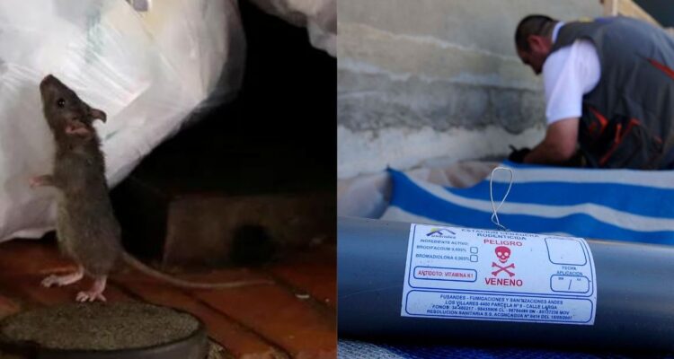 desratizan feria de Ancud