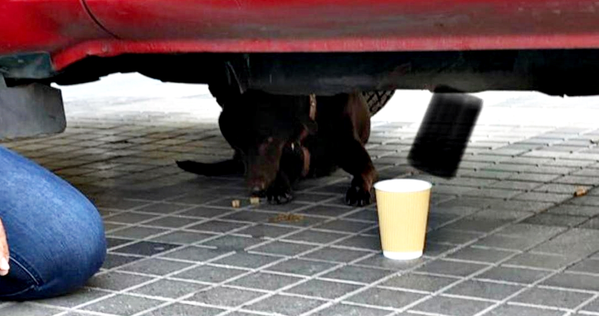 Encuentran a Popy, perrita que huyó de un violento accidente de tránsito en Santiago
