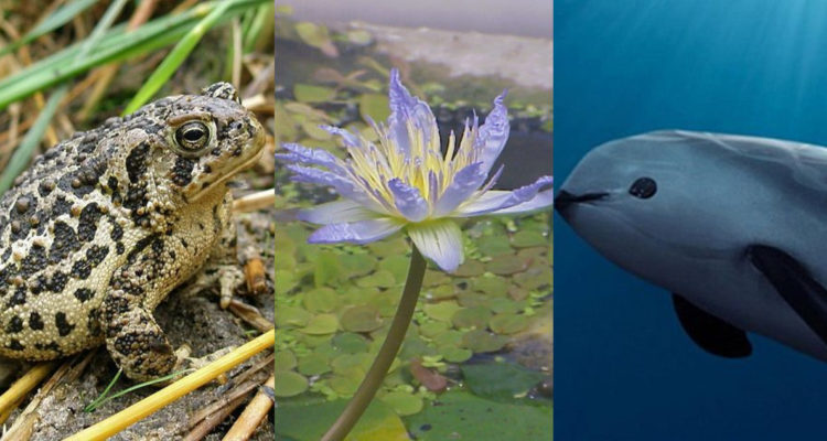 Tres de la diez especies bajo el mayor peligro de extinción.