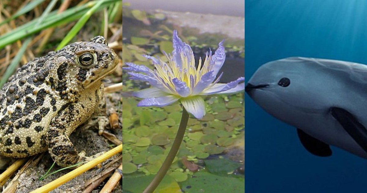 Tres de la diez especies bajo el mayor peligro de extinción.