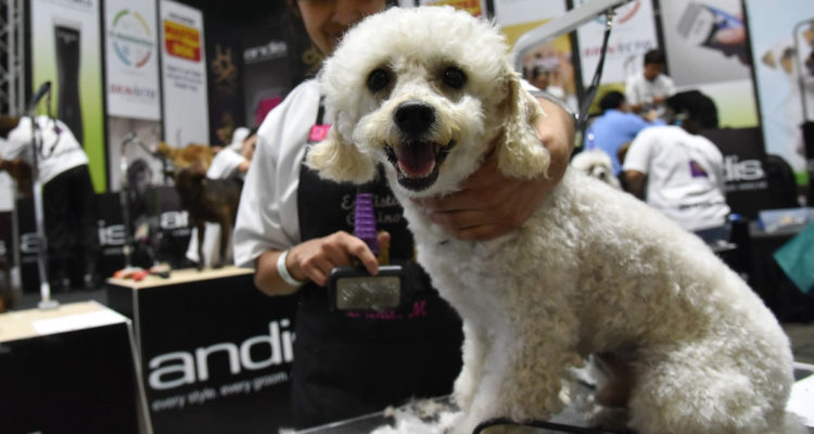 Expo Mascotas y animales