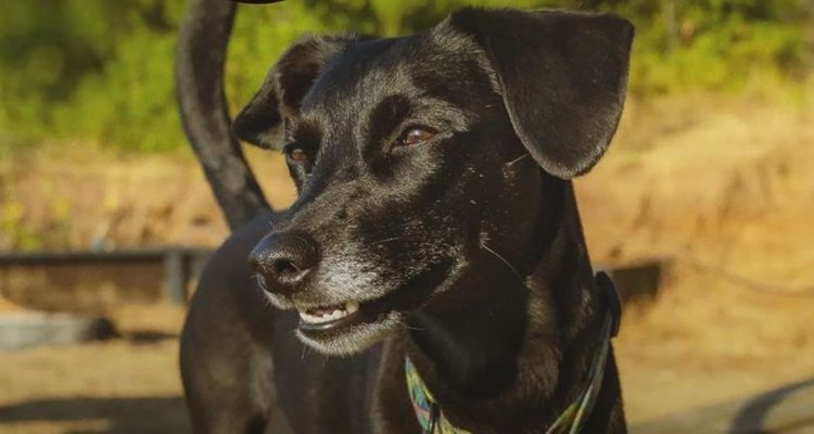 Expo Mascotas y Animales