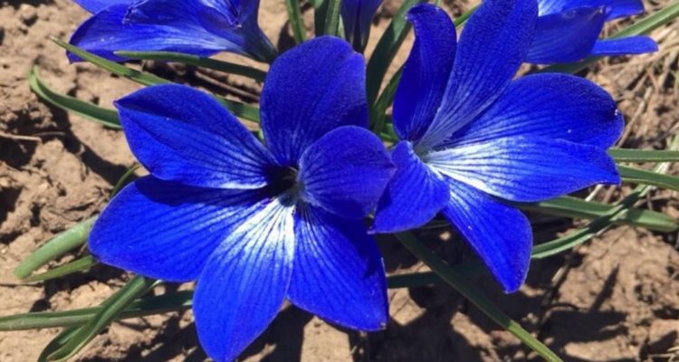 flor azul