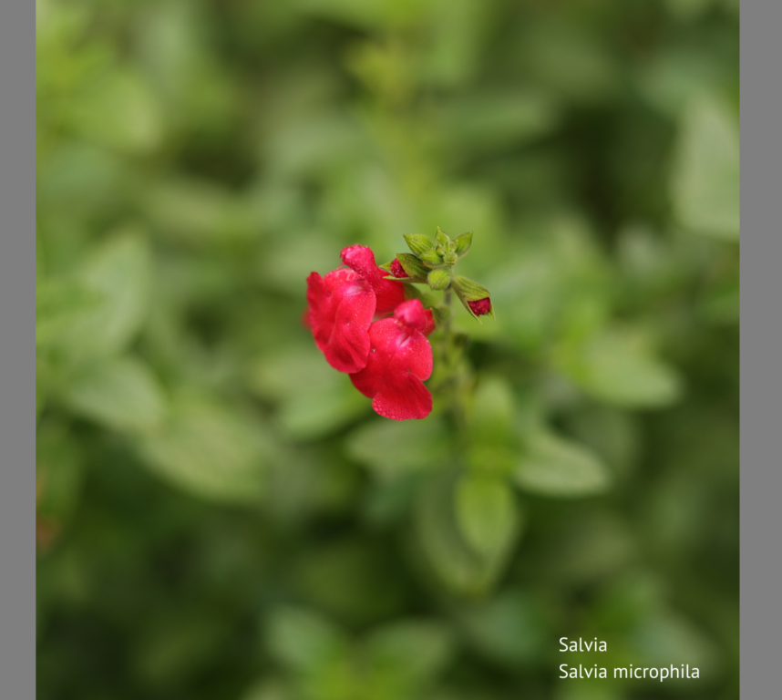 Salvia