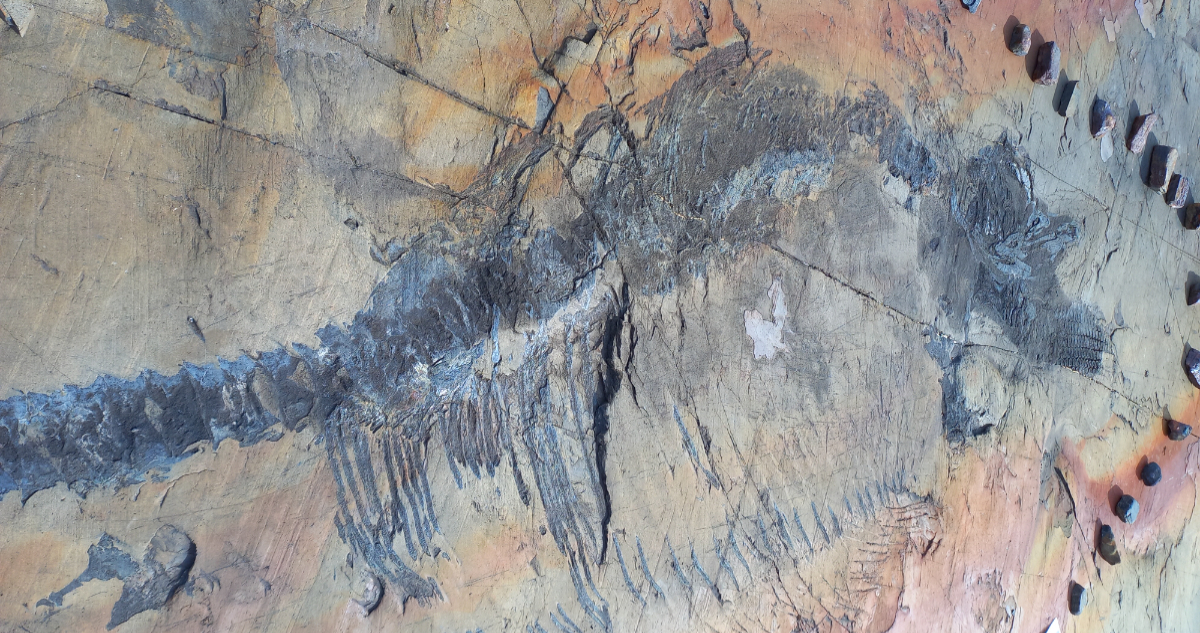 fósil-de-un-ictiosaurio