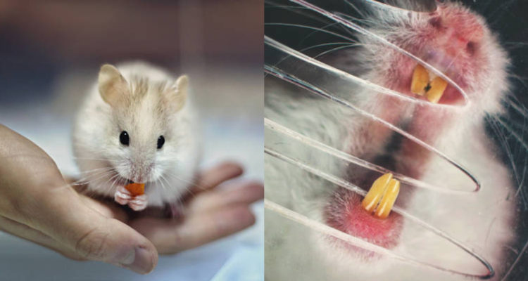 transforman-hámsteres