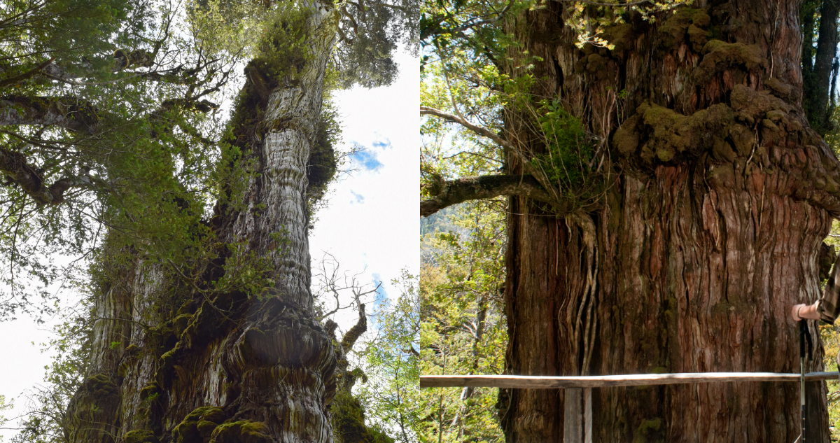 árbol-más-antiguo-del-planeta