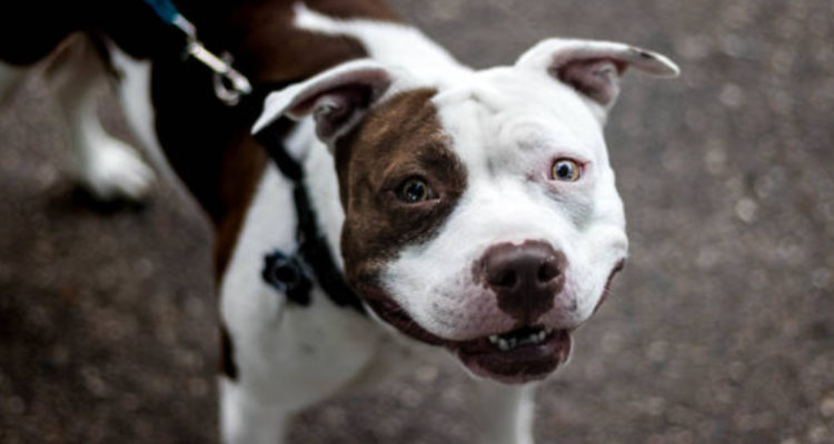 la-raza-de-los-perros