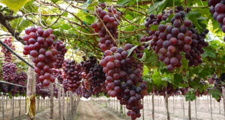 frutas que exporta chile