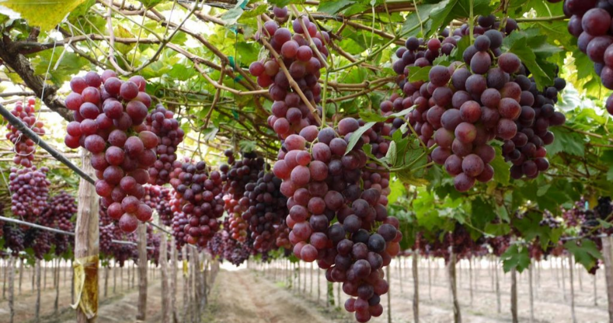 frutas que exporta chile