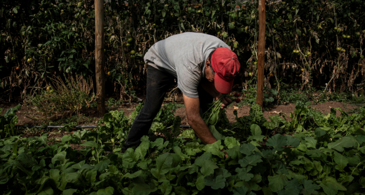 Futuro de nuestra agricultura