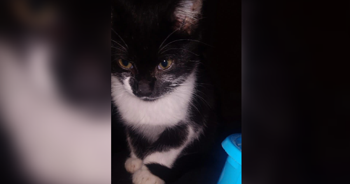Muere gatito tras no ser atendido en Clínica SOS Concepción