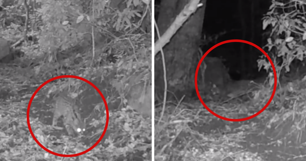 Video muestra a “gato de la selva” deambulando cerca de vivienda en Cabrero