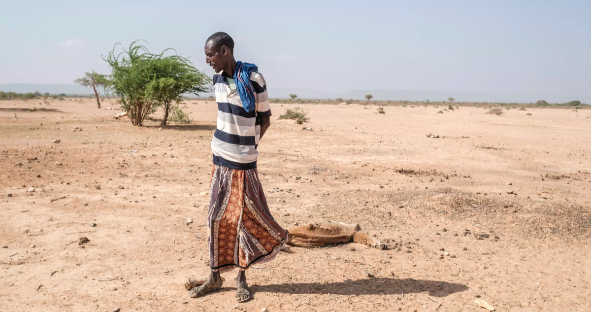 Etiopía: cómo la peor sequía "jamás vivida" destroza las vidas de las familias nómadas
