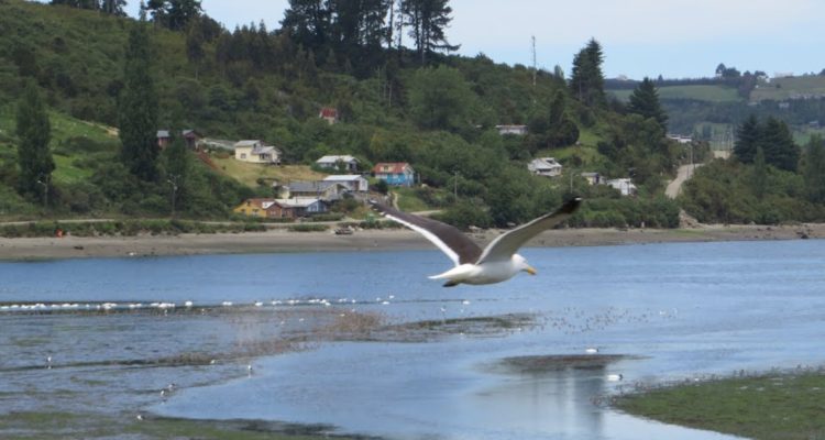 Municipio de Castro pide protección para humedales