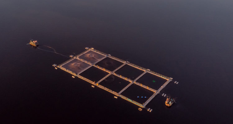 Industria chilena advierte que pierde terreno ante Noruega en producción mundial de salmón