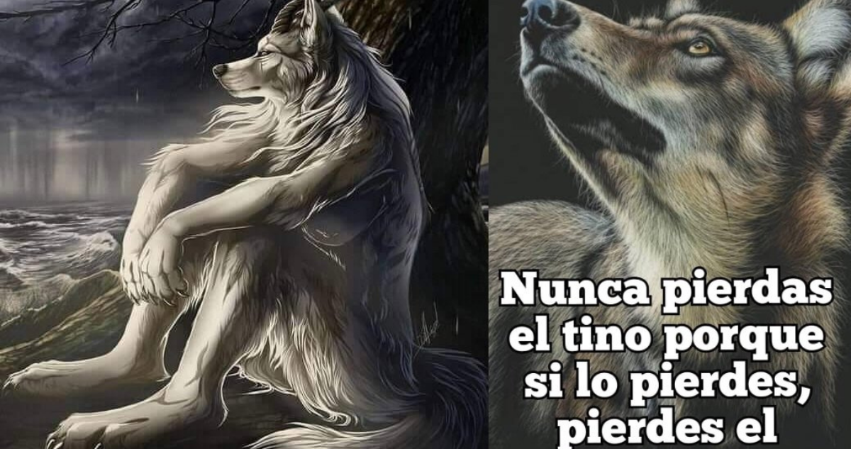 Por qué han aparecido tantos memes sobre lobos durante los últimos días? |  Sociedad | BioBioChile