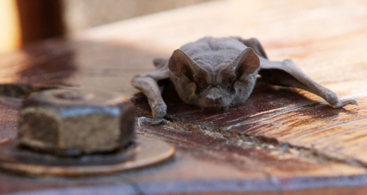 Detectan nuevo caso de murciélago con rabia en Valdivia