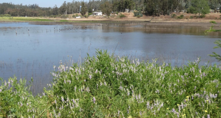 Piden estudiar un posible nuevo humedal para Osorno