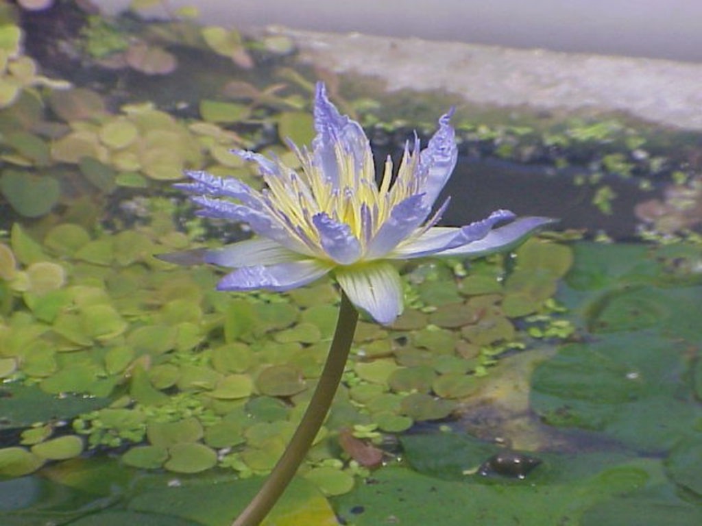 La flor de Nymphaea thermarum.