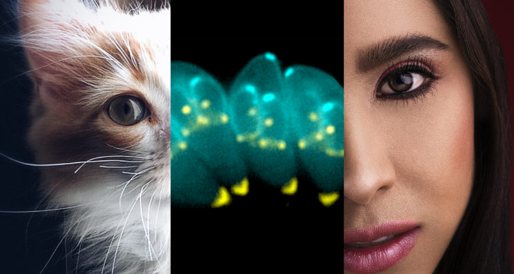 Parásito en heces de gatos hace lucir atractivo a las personas