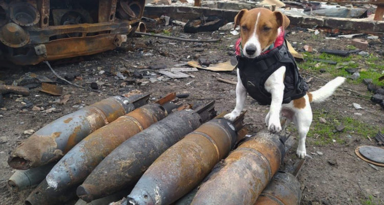 Patron: el heroico perro detector de bombas rusas en Ucrania.