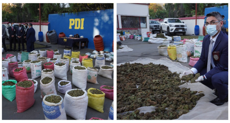 Foto de histórica incautación de marihuana en Coquimbo