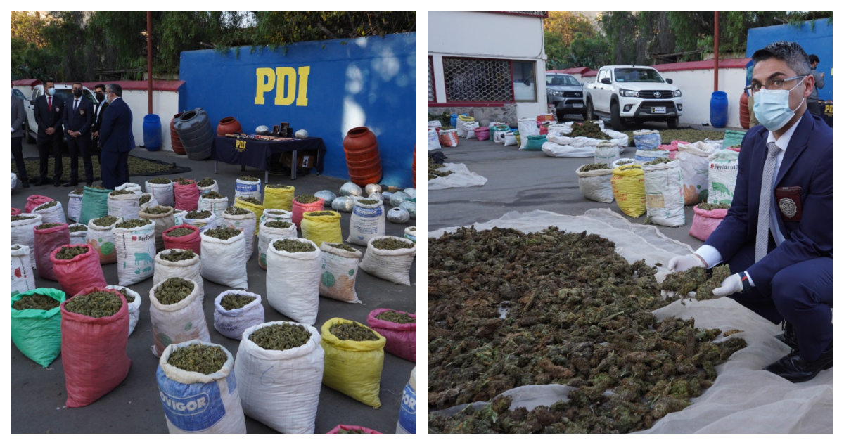 Foto de histórica incautación de marihuana en Coquimbo