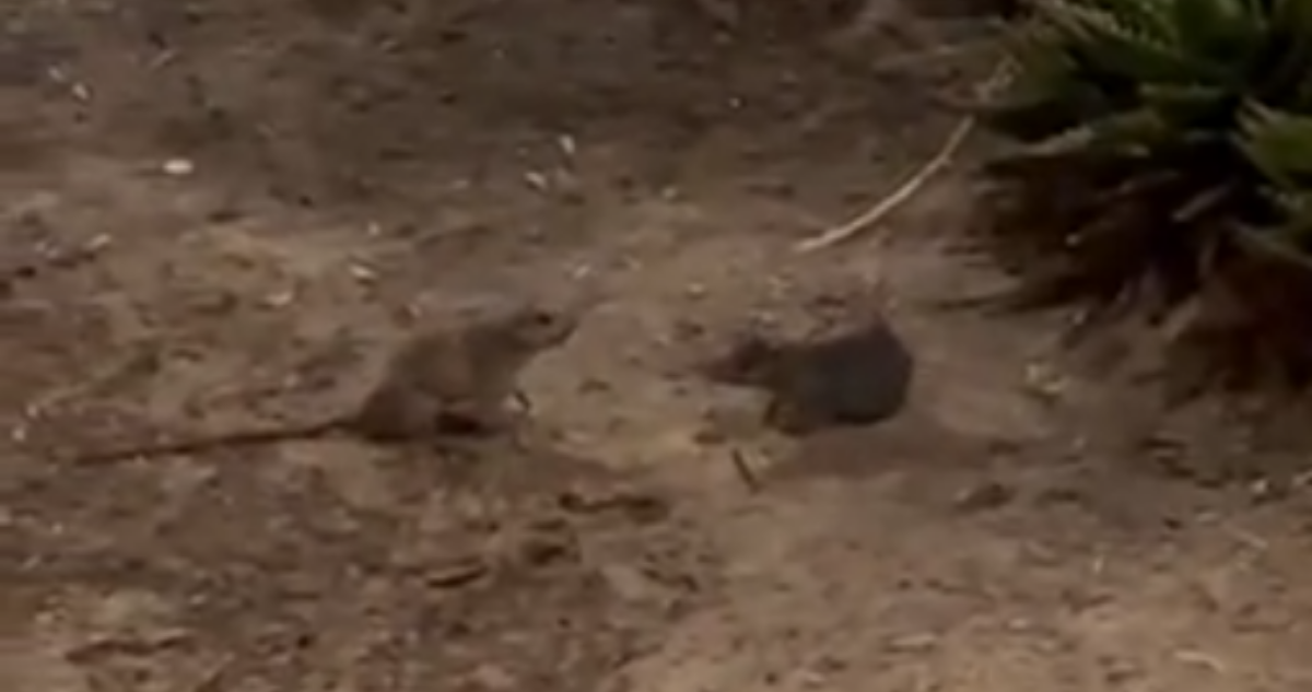 pelea de ratones