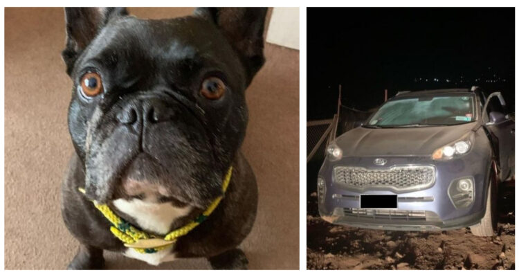 Encuentran a perrito que fue robado durante portonazo en La Serena: lo estaban vendiendo en la calle