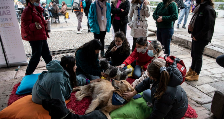 Perritos ayudan a aliviar estrés en medio de la violencia escolar en Chile