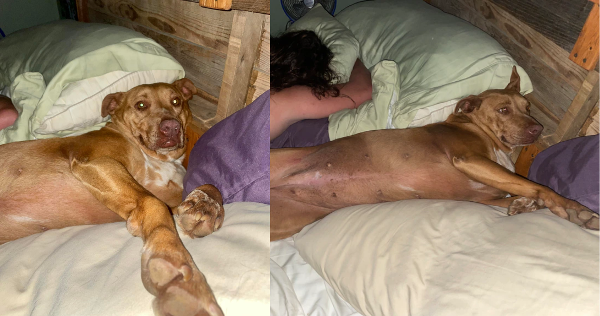perro-perdido-nala-acostado-en-la-cama