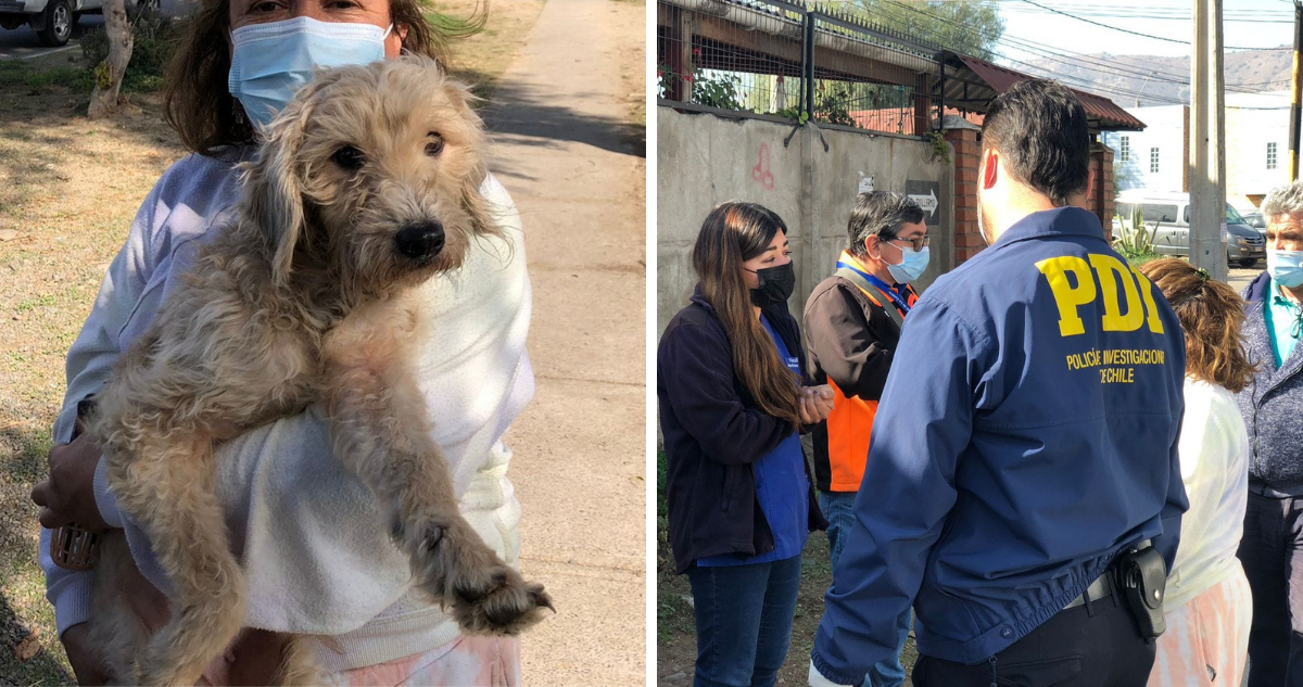 Perros rescatados de maltrato en La Calera