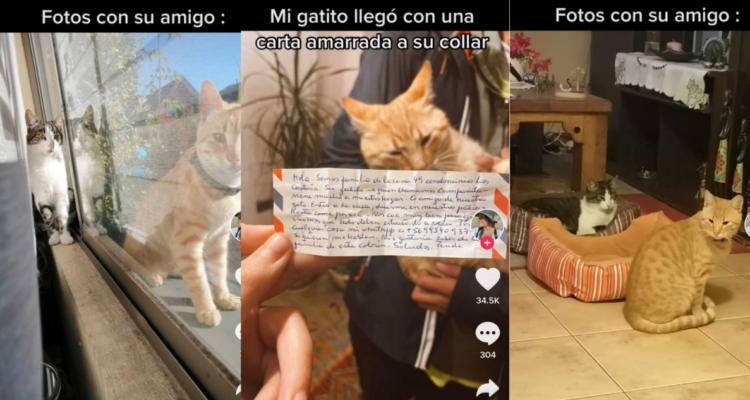 familias-descubre-que-sus-gatos-son-mejores-amigos-michis-amigos