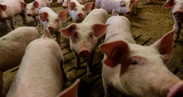 peste-porcina-africana-nepal