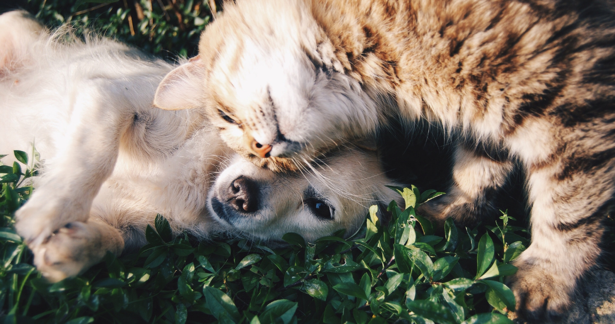 gato-y-perro-sobre-el-pasto-viruela-del-mono-mascotas