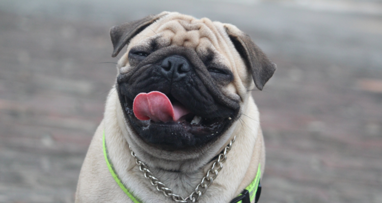 alimentación-mascotas-es-recomendable-darles-sobras