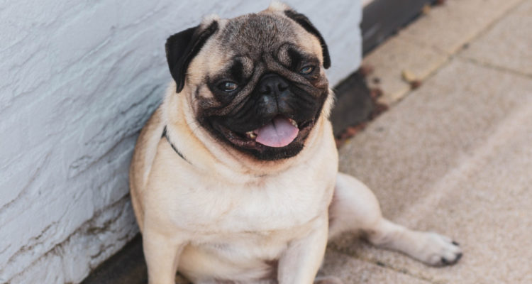 Estudio revela la mala salud de los perros pug