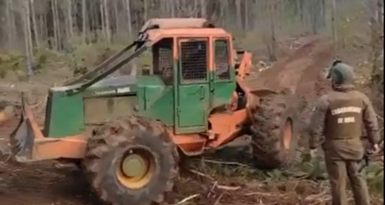 Cinco personas detenida tras ser sorprendidas robando madera en predio de forestal Arauco.