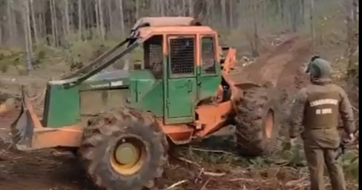 Cinco personas detenida tras ser sorprendidas robando madera en predio de forestal Arauco.