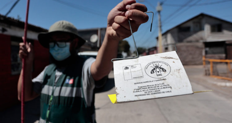 SAG confirma brote de mosca de la fruta en la RM